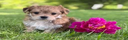 Morkie dogs for sale: Bryce - Ad 3