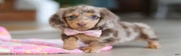 Miniature Dachshund dogs for sale: Callie - Ad 4