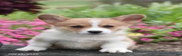 Welsh Corgi Pembroke dogs for sale: Amanda - Ad 1