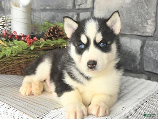 Siberian Husky dogs Lobo - Ad 37