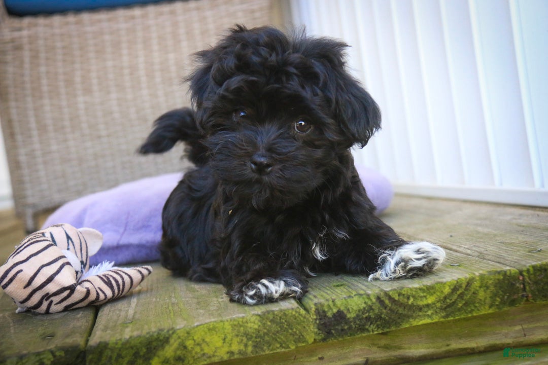 Havanese