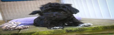Maltilda Havanese