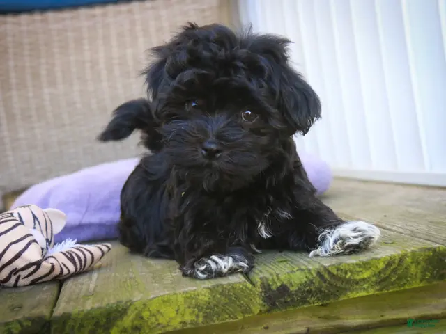 Havanese dogs for sale: Maltilda Havanese - Ad 1
