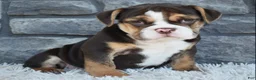Beabull dogs for sale: Brinley - Ad 1