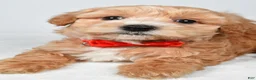 Maltipoo dogs for sale: Will - Ad 4