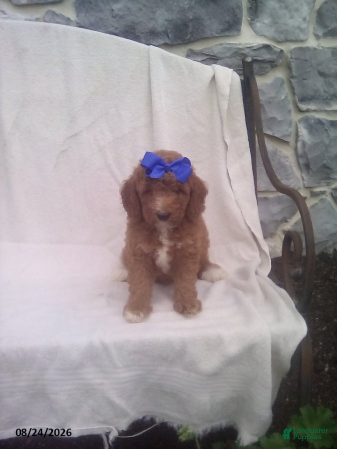 Mini Goldendoodle dogs Rex - Ad 1