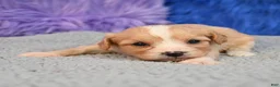 Cavapoo dogs for sale: Cavapoo 2 - Ad 12