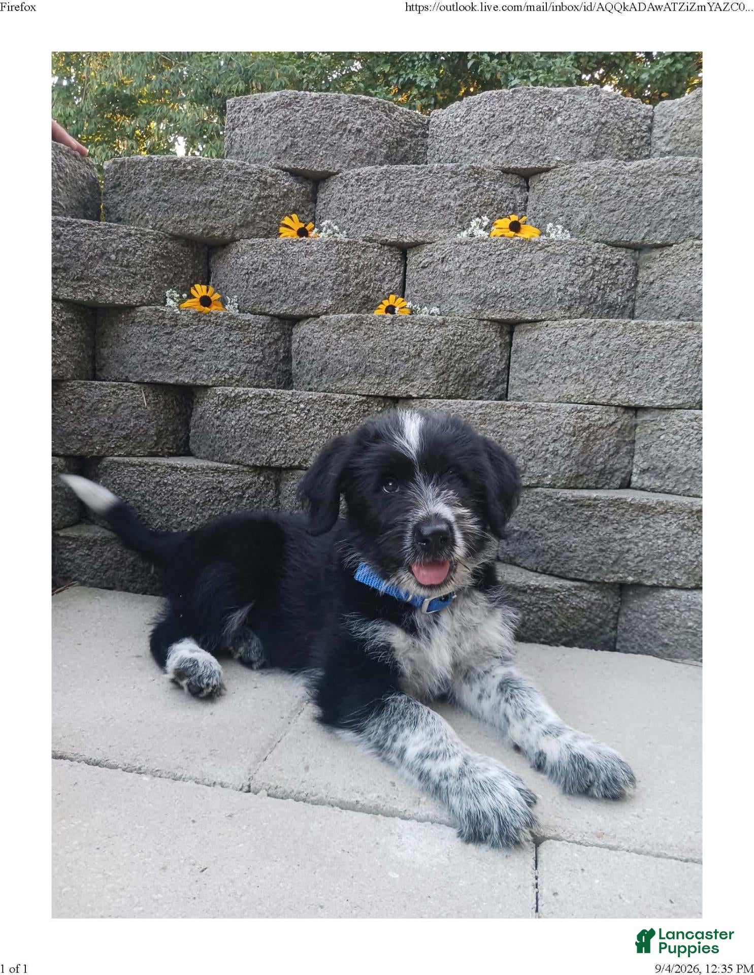Mixed Breed dogs Butchie - Ad 1