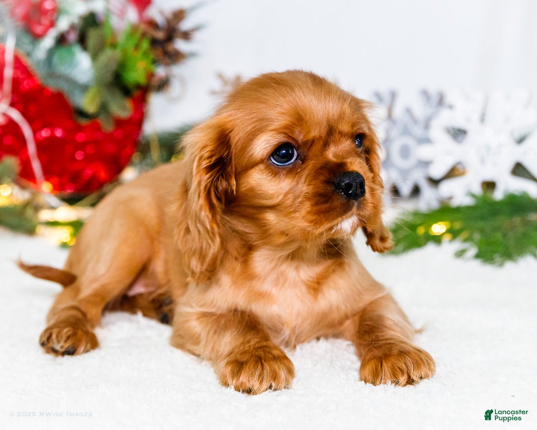 Cavalier King Charles Spaniel dogs for sale: Belle - Ad 7