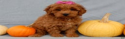 Mini Goldendoodle dogs for sale: Laci - Ad 6