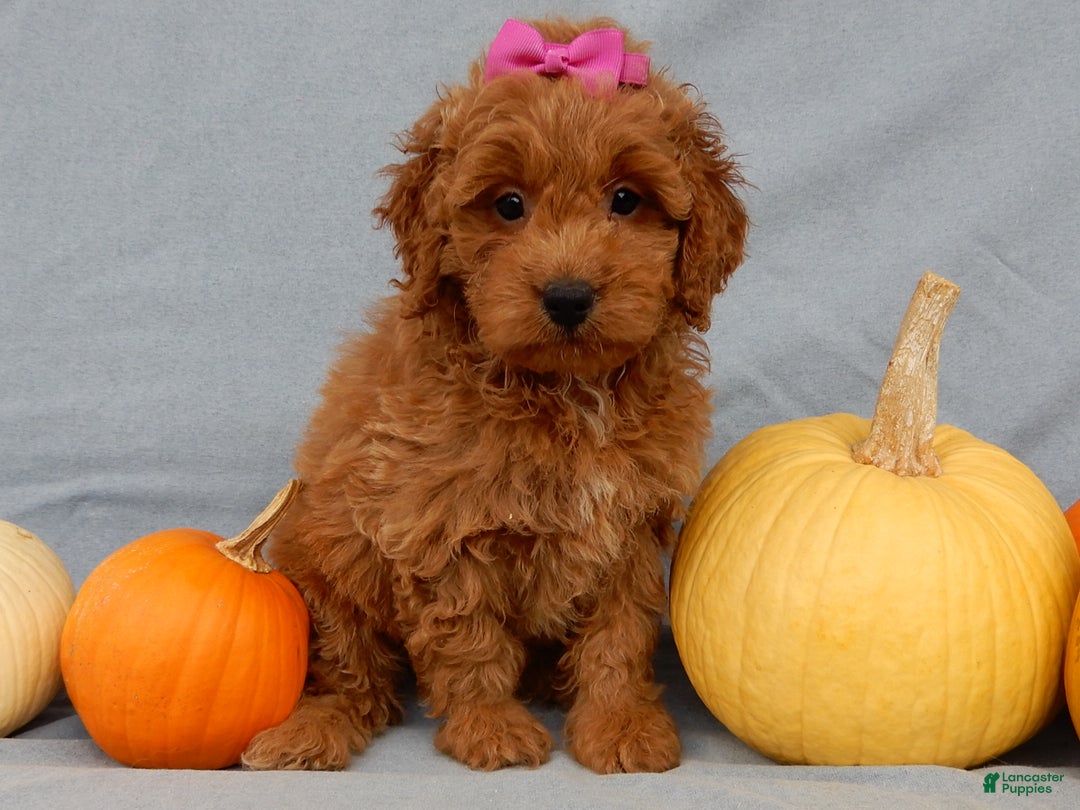 Mini Goldendoodle dogs for sale: Laci - Ad 6