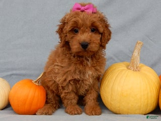 Mini Goldendoodle dogs Laci - Ad 22