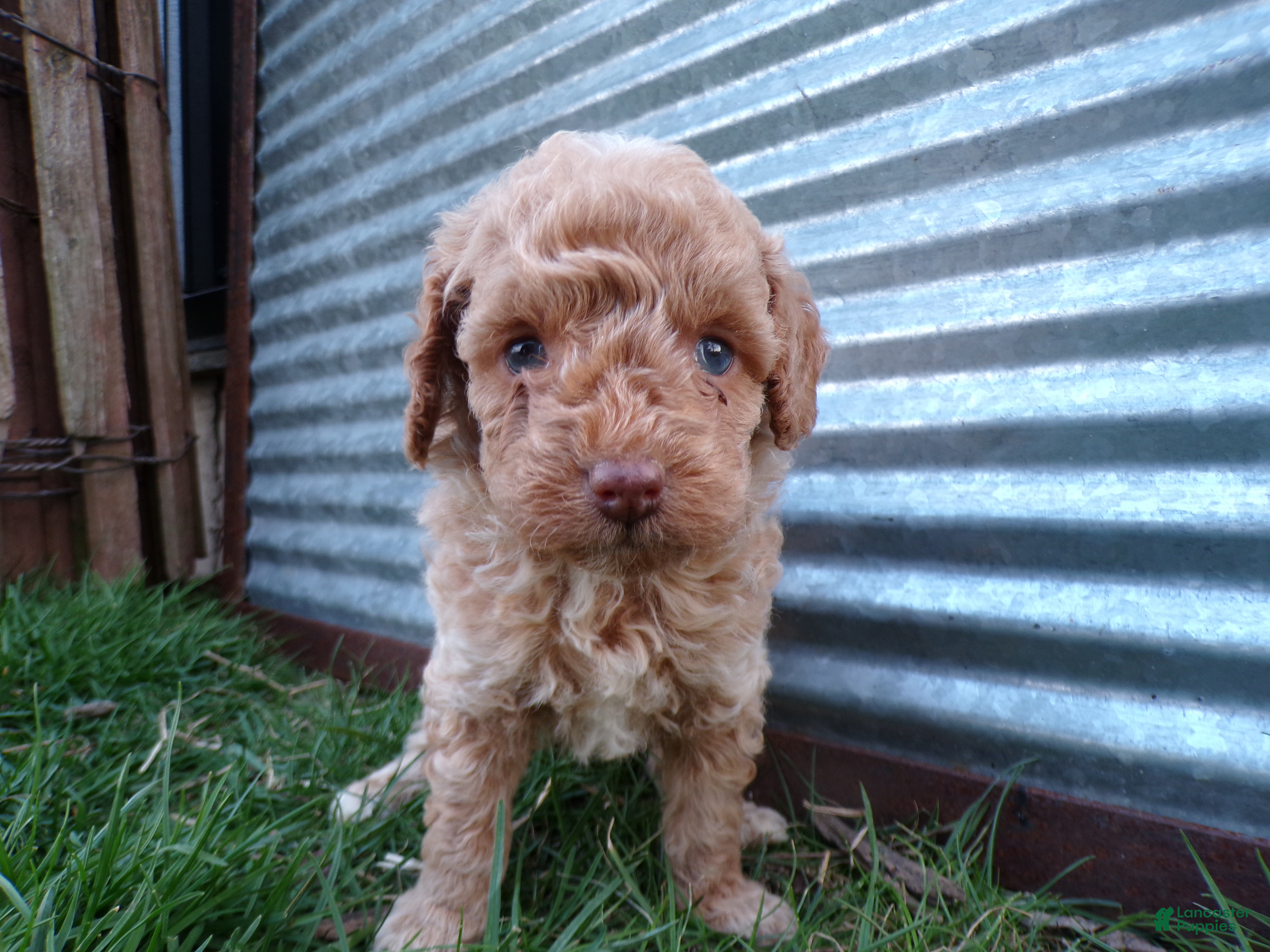 Toy Poodle dogs Riley - Ad 1