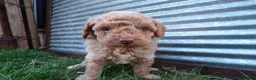 Toy Poodle dogs for sale: Riley - Ad 1