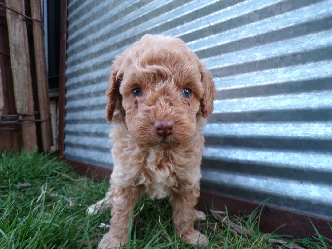 Toy Poodle dogs for sale: Riley - Ad 1