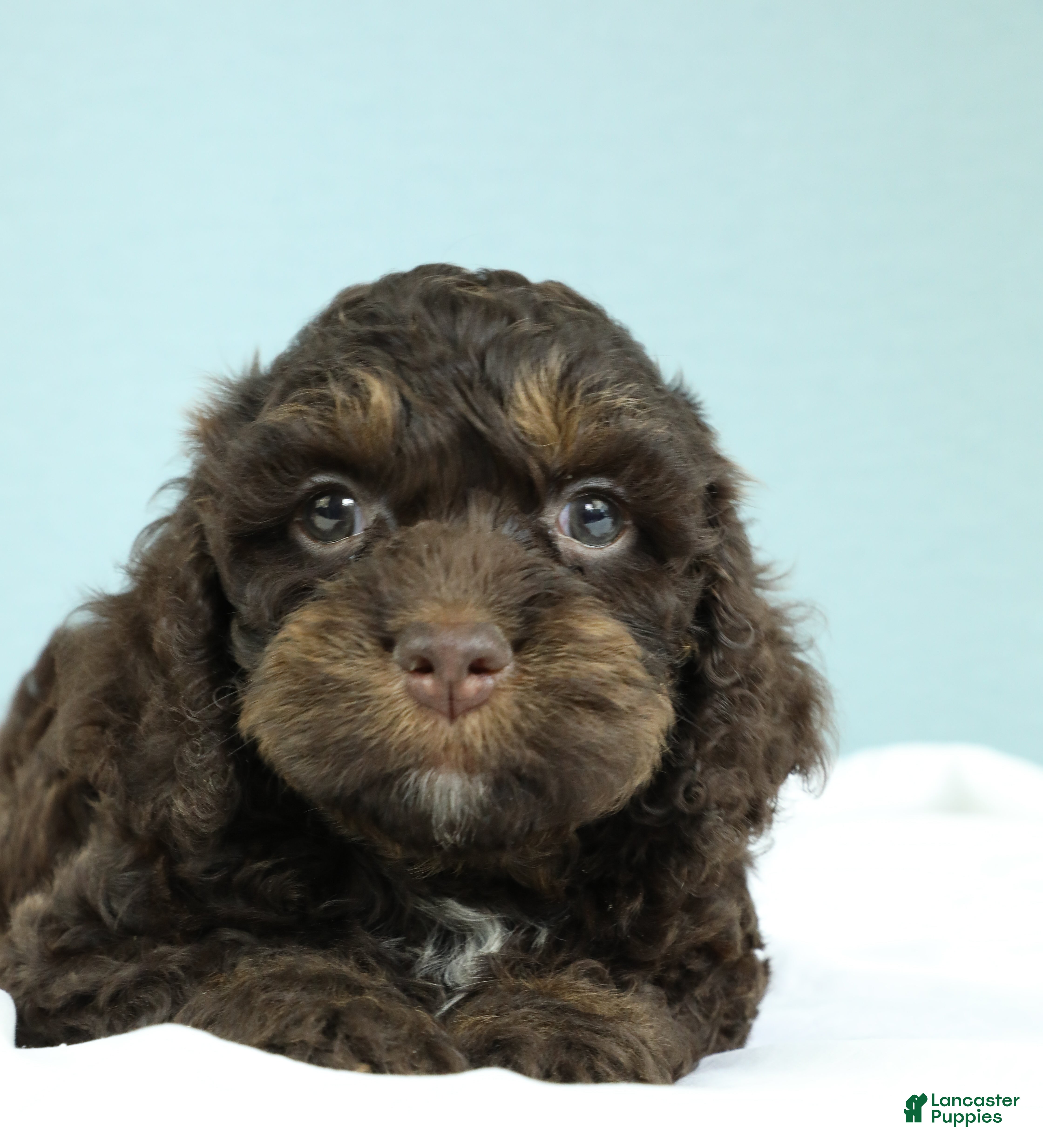 Cockapoo dogs Caleb 🫧 - Ad 2