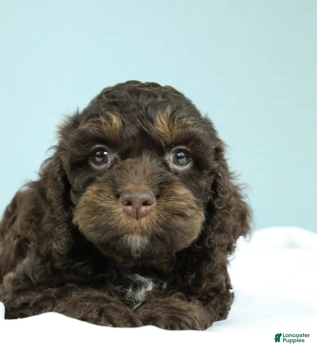 Cockapoo dogs for sale: Caleb 🫧 - Ad 2