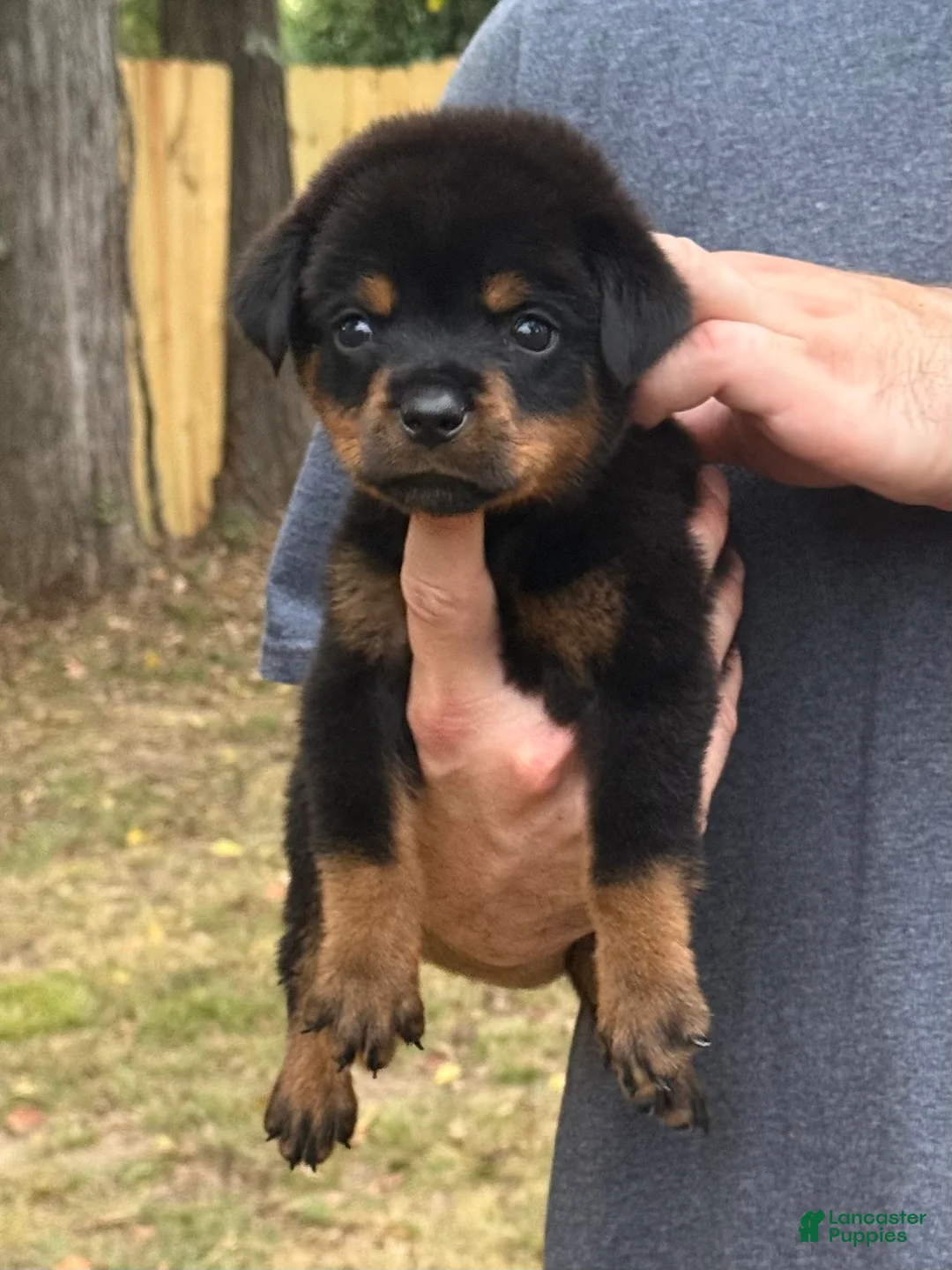 Rottweiler dogs for sale: REMUS - Ad 4