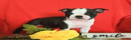 Boston Terrier dogs for sale: DeAnne - Ad 4
