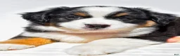 Miniature Australian Shepherd dogs for sale: Zoey - Ad 5
