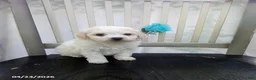 Bichpoo dogs for sale: Casper - Ad 4