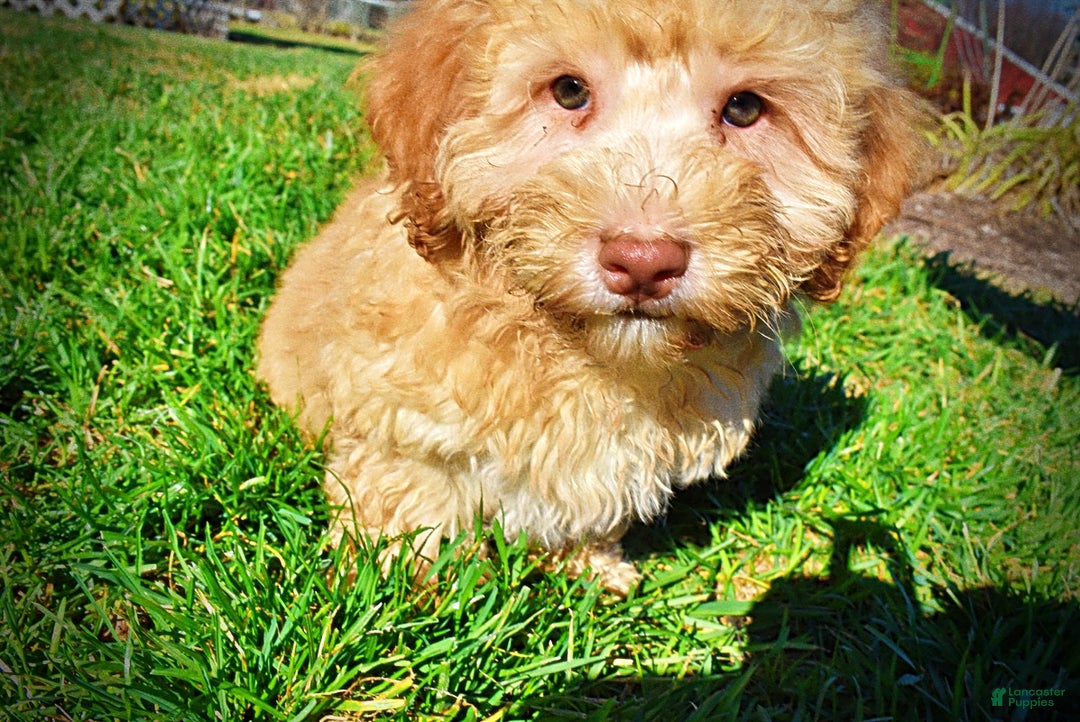 Havapoo dogs for sale: Ranger - Ad 18