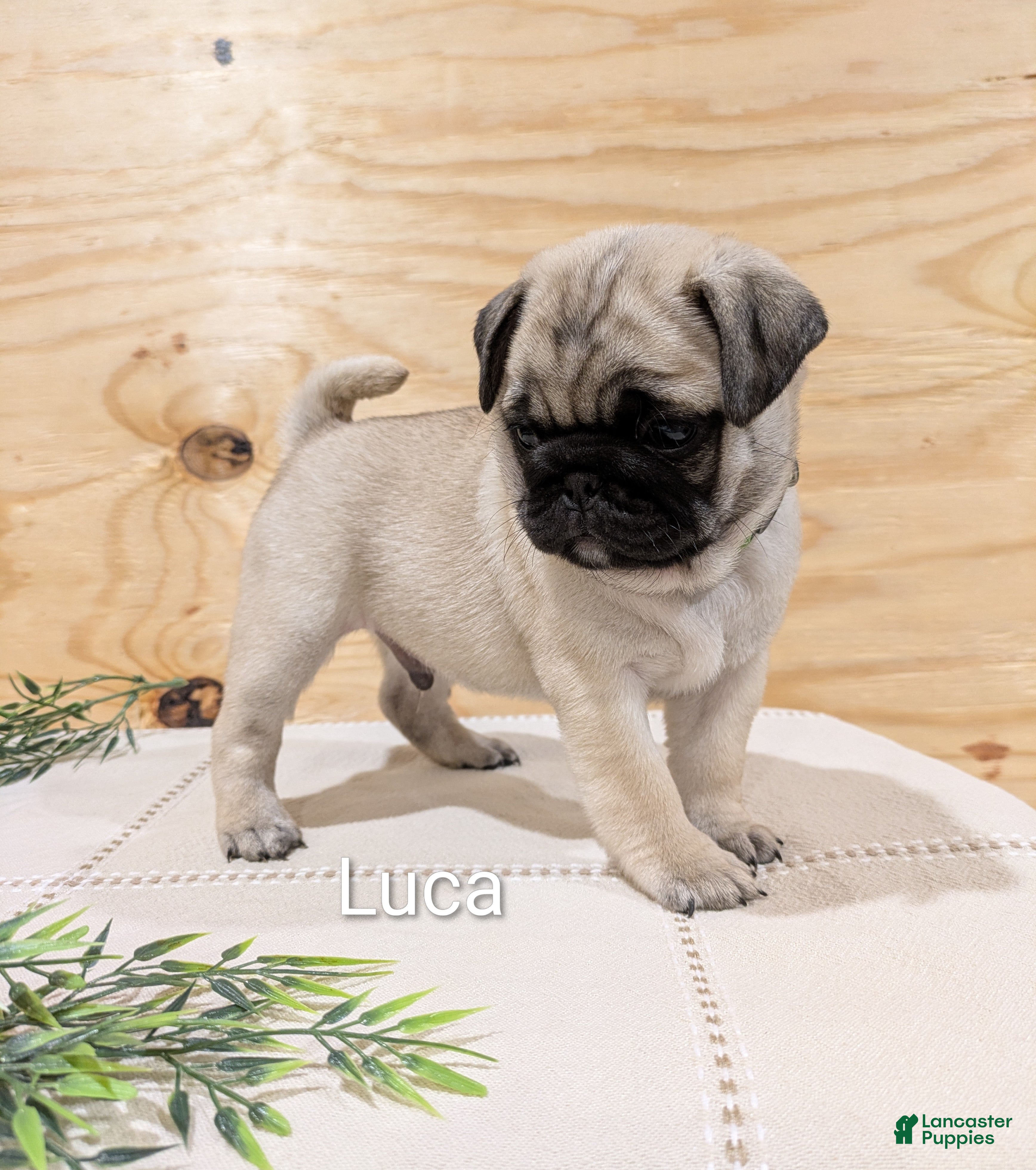 Pug dogs Luca - Ad 1