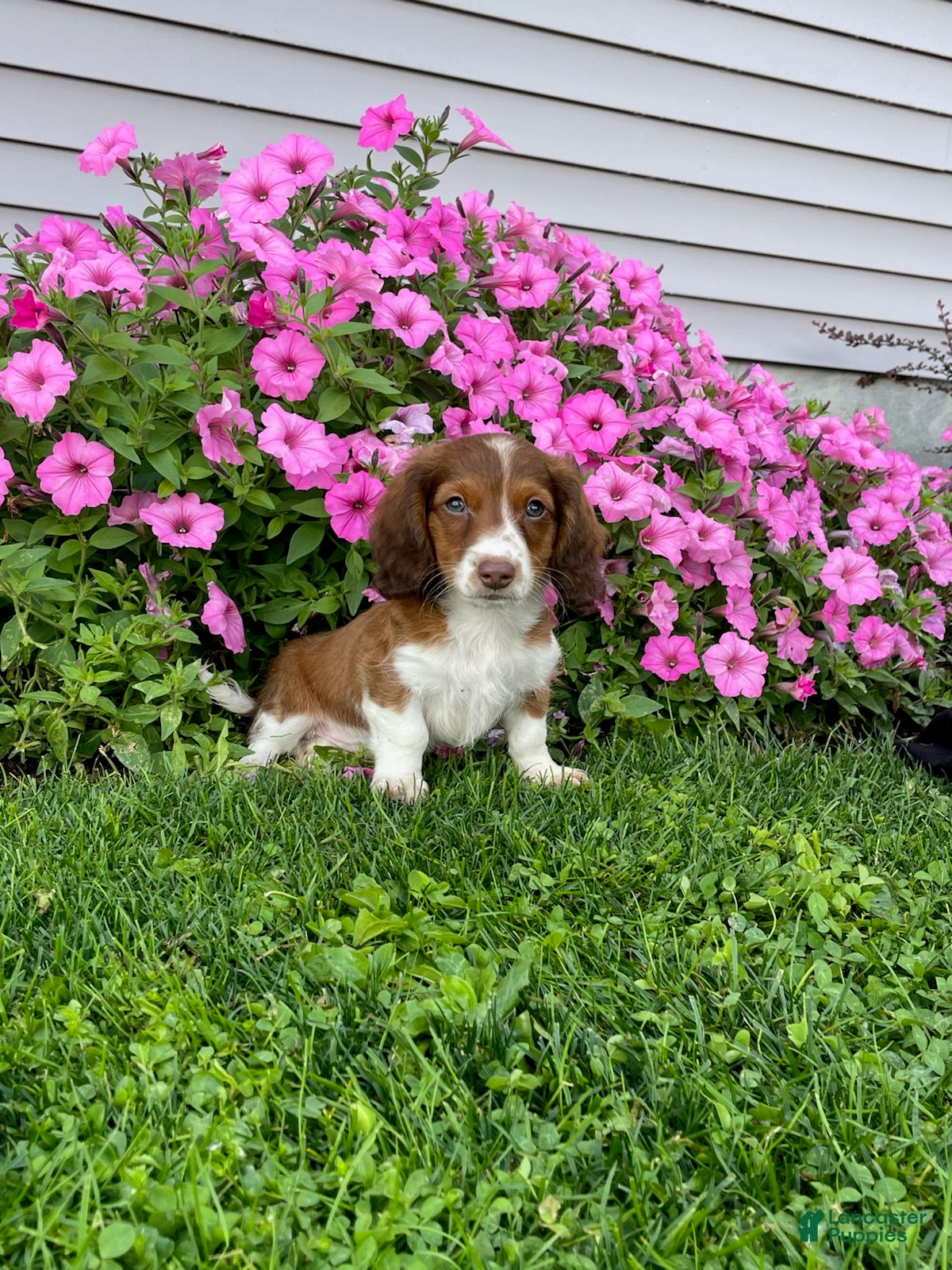 Miniature Dachshund dogs Rover - Ad 1