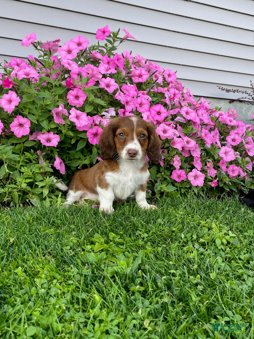 Miniature Dachshund dogs for sale: Rover - Ad 1