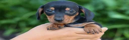 Miniature Dachshund dogs for sale:  Zack🐶 - Ad 9