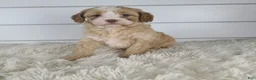 Cavapoo dogs for sale: Bliss - Ad 4