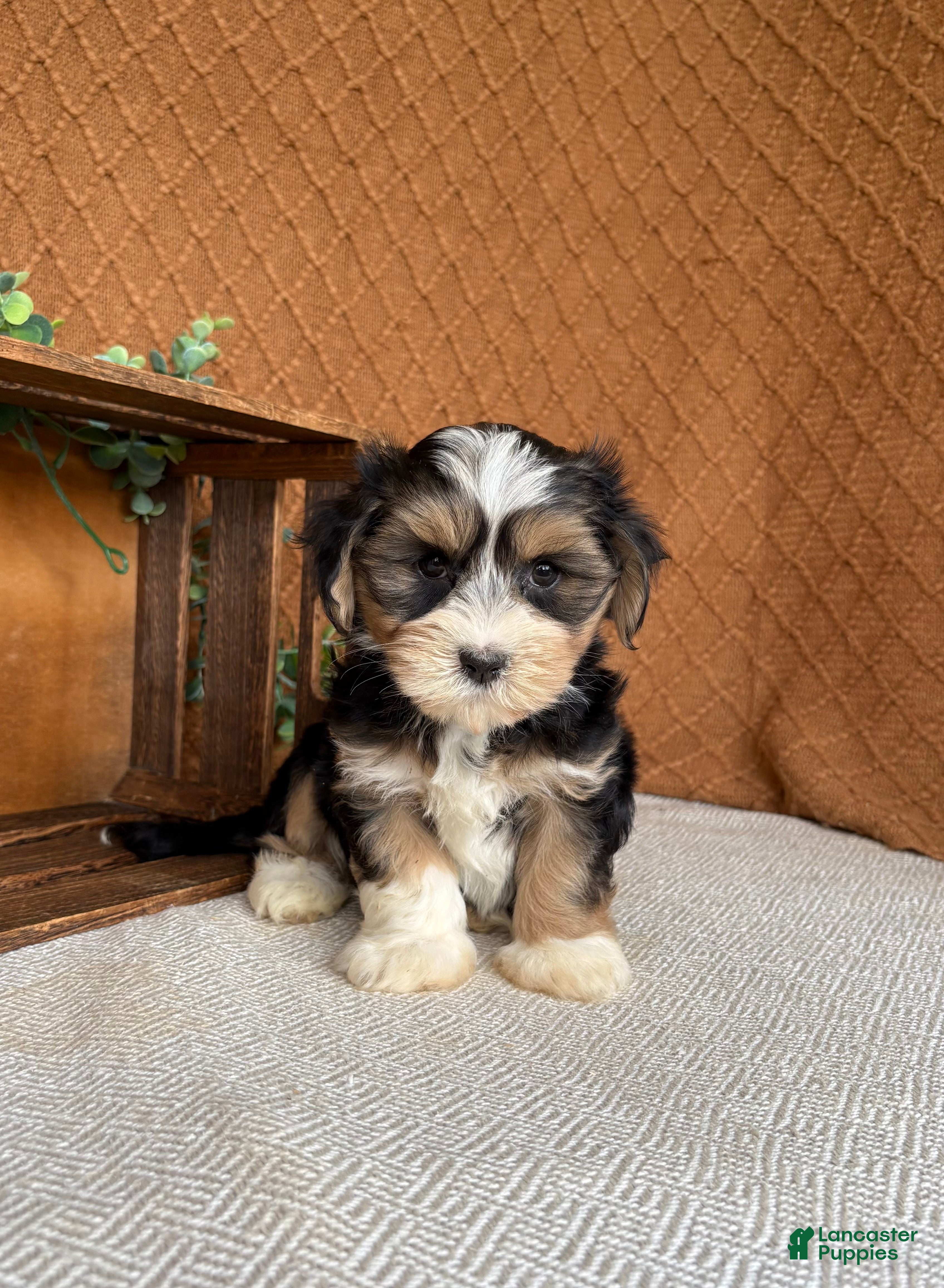 Havanese dogs Jasper  - Ad 1