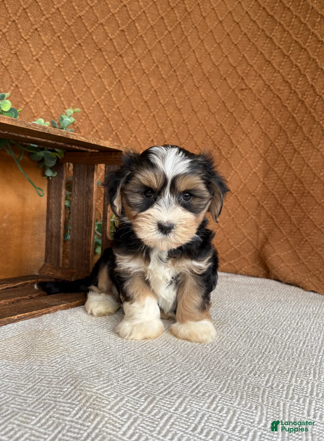 Havanese dogs for sale: Jasper  - Ad 1
