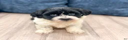 Havanese dogs for sale: Harry - Ad 3