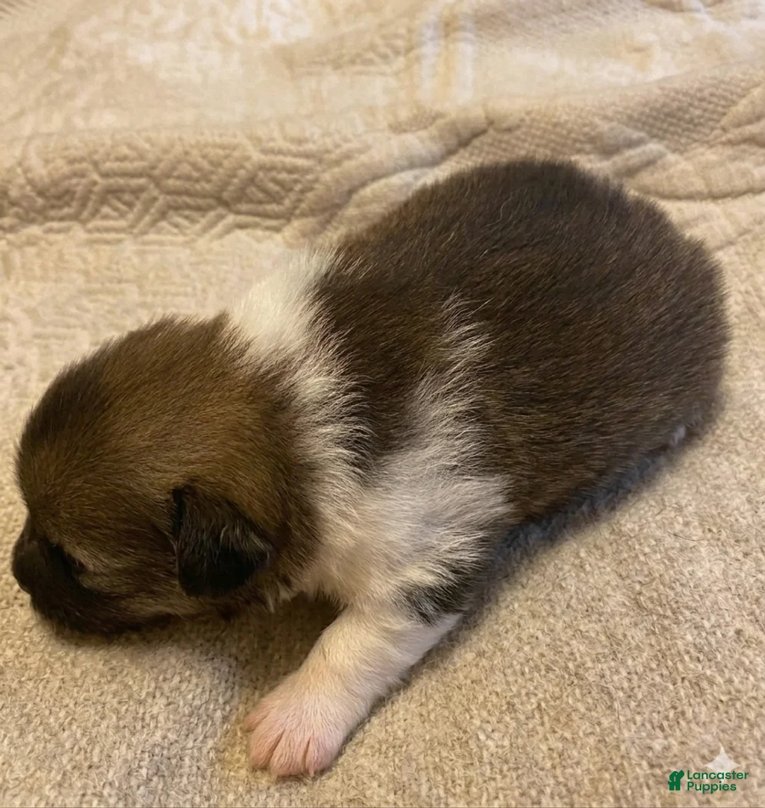 Pomeranian dogs for sale: Milo - Ad 1