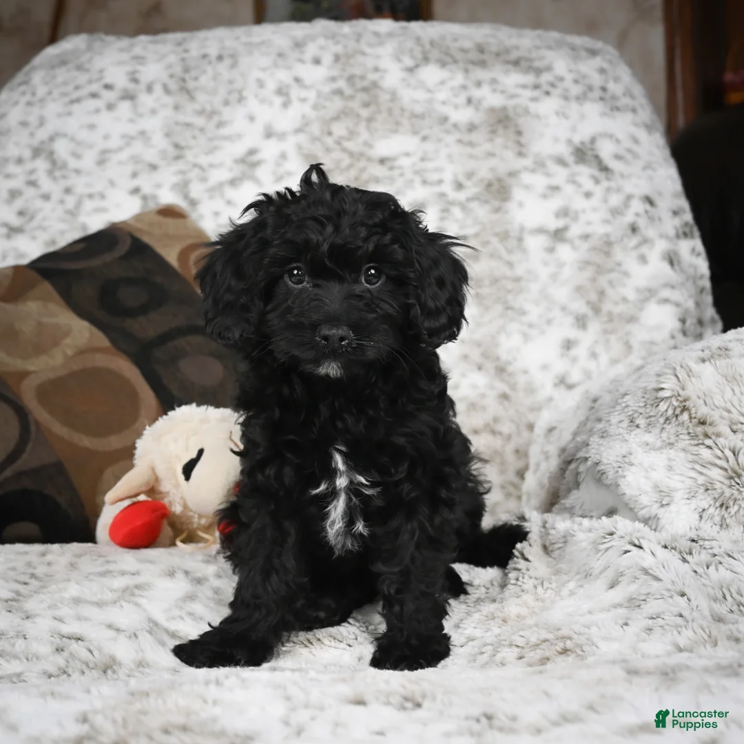 Cavapoo dogs for sale: Sandy - Ad 13