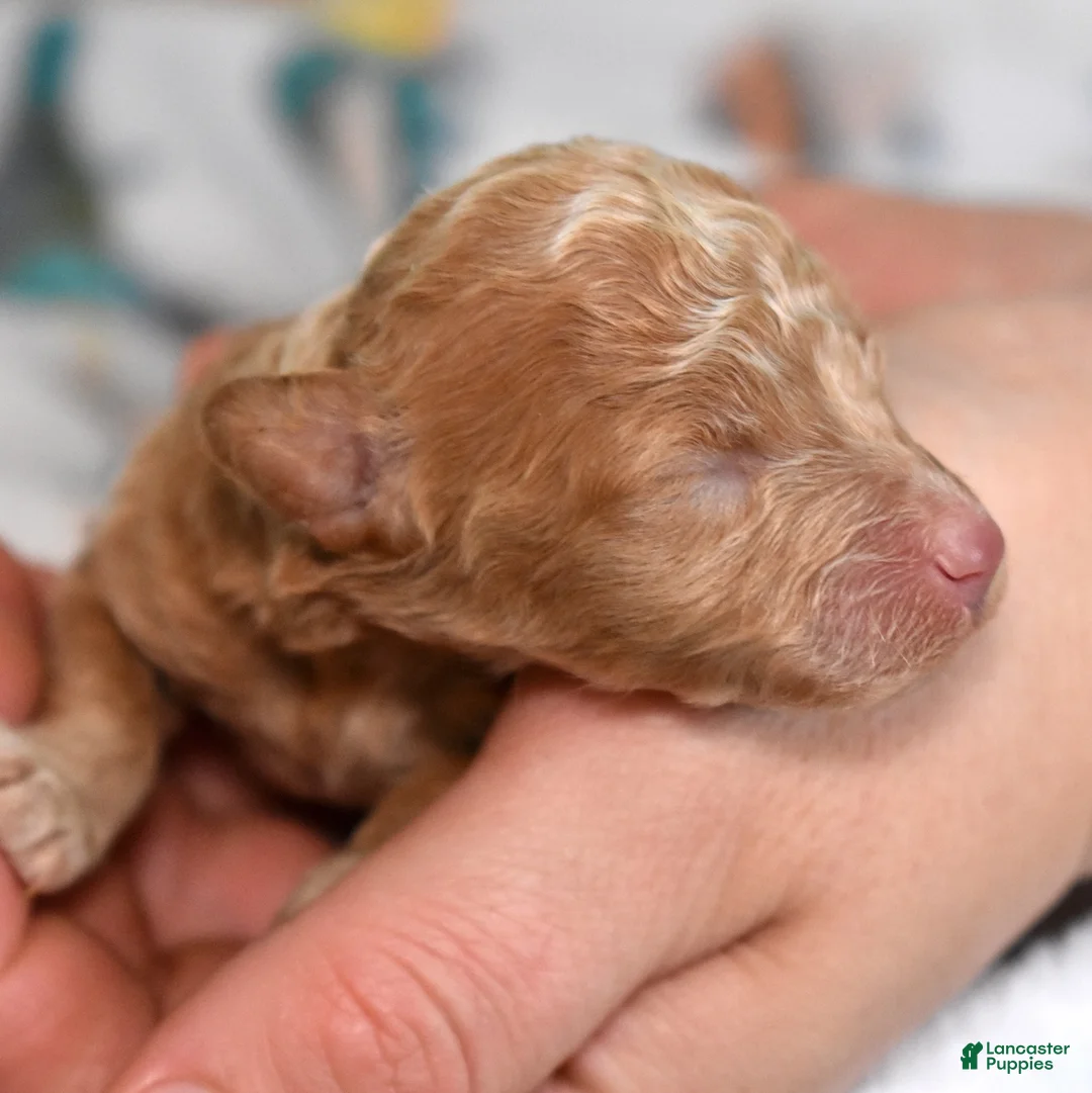 Miniature Poodle dogs for sale: Ruby - Ad 1