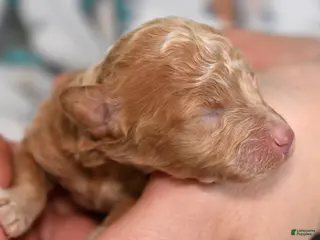 Miniature Poodle dogs for sale: Ruby - Ad 2