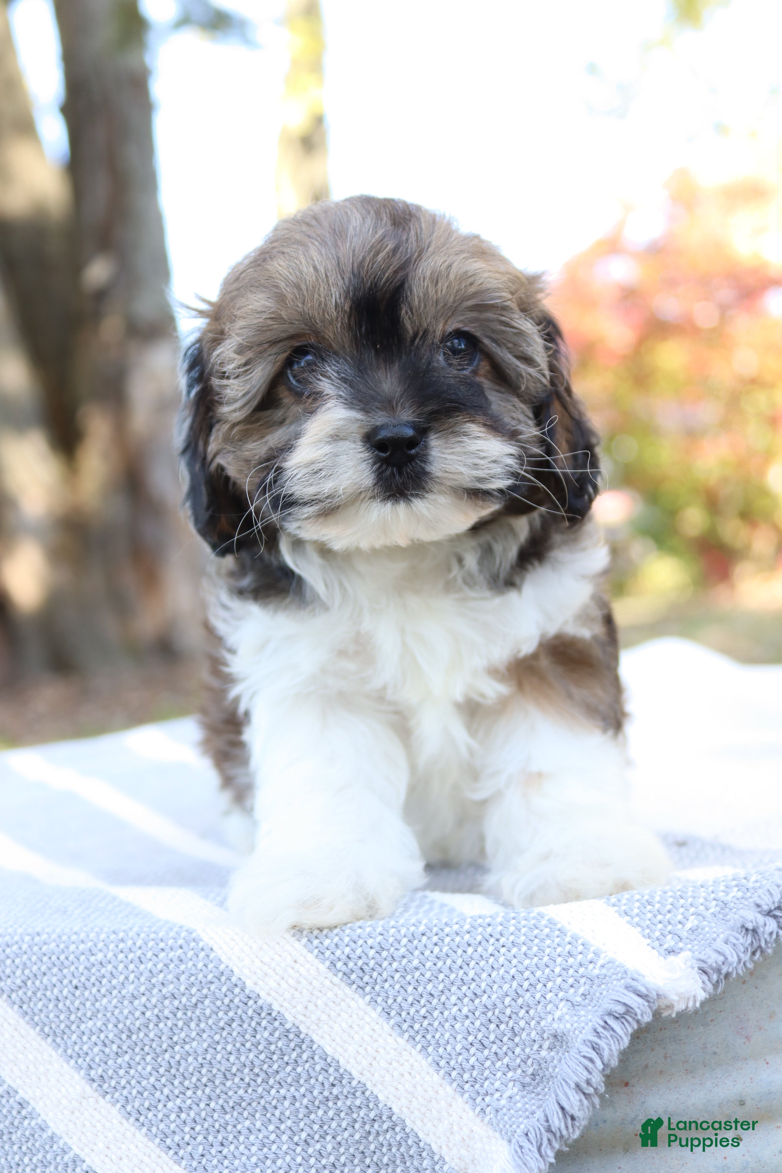 Cavapoo dogs for sale: Candy - Ad 1
