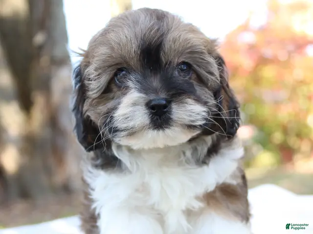 Cavapoo dogs for sale: Candy - Ad 1