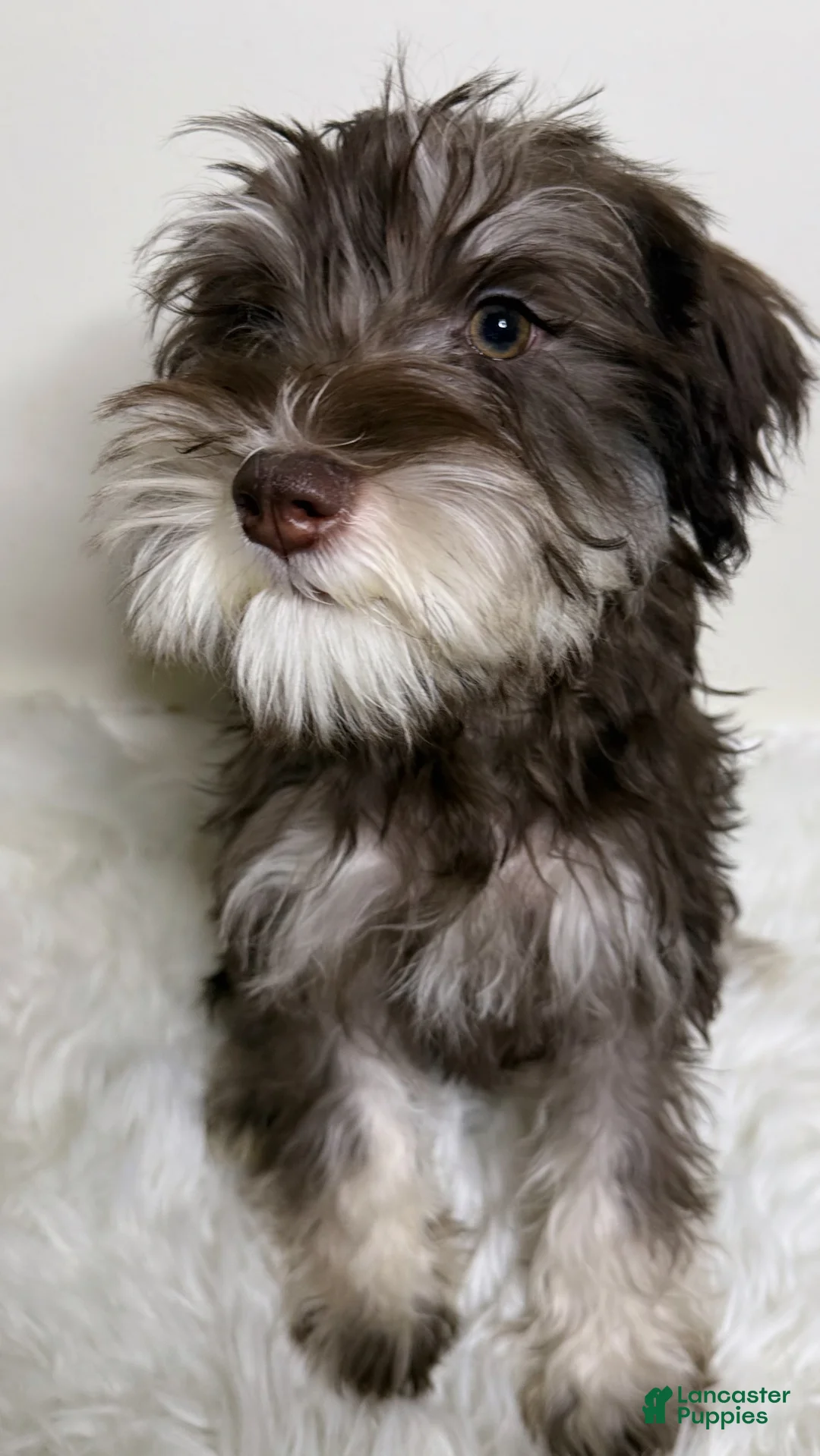 Miniature Schnauzer dogs for sale: Miniature Schnauzer Puppy 4 - Ad 2