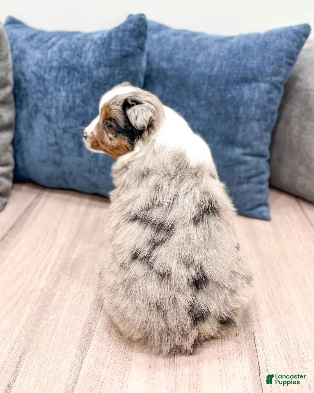 Miniature Australian Shepherd dogs for sale: Joy - Ad 5