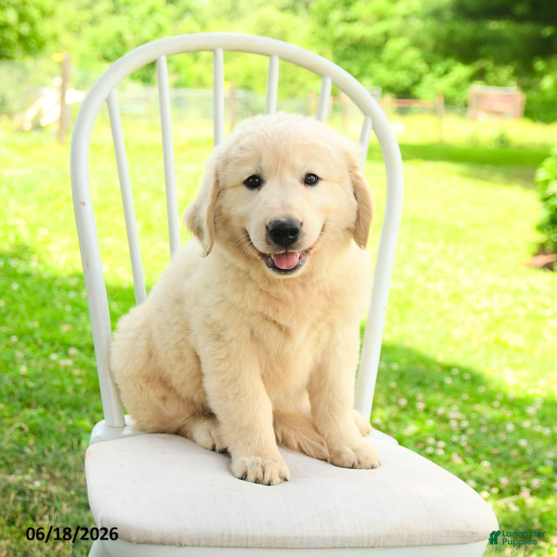 Mixed Breed dogs Auden - Ad 1