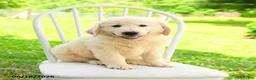 Mixed Breed dogs for sale: Auden - Ad 1