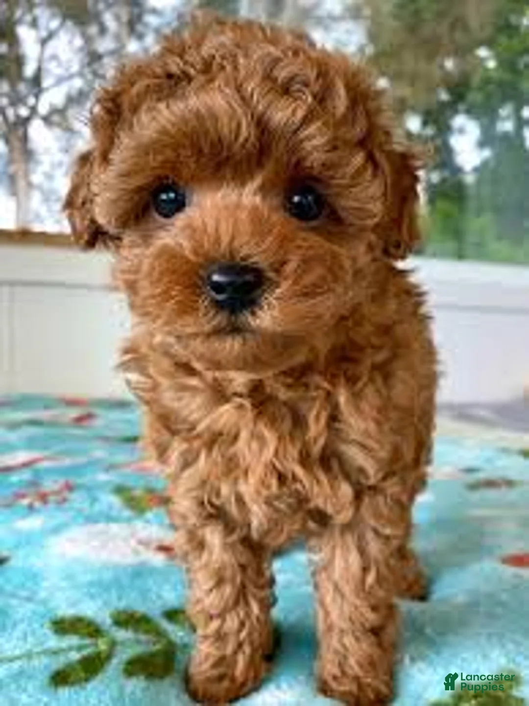 Toy Poodle dogs for sale: Luna - Ad 1