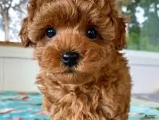 Toy Poodle dogs Luna - Ad 38