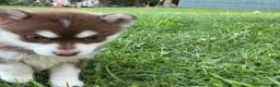 Pomsky dogs for sale: Pomsky 1 - Ad 8