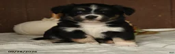 Mixed Breed dogs for sale: Cherry - Ad 5