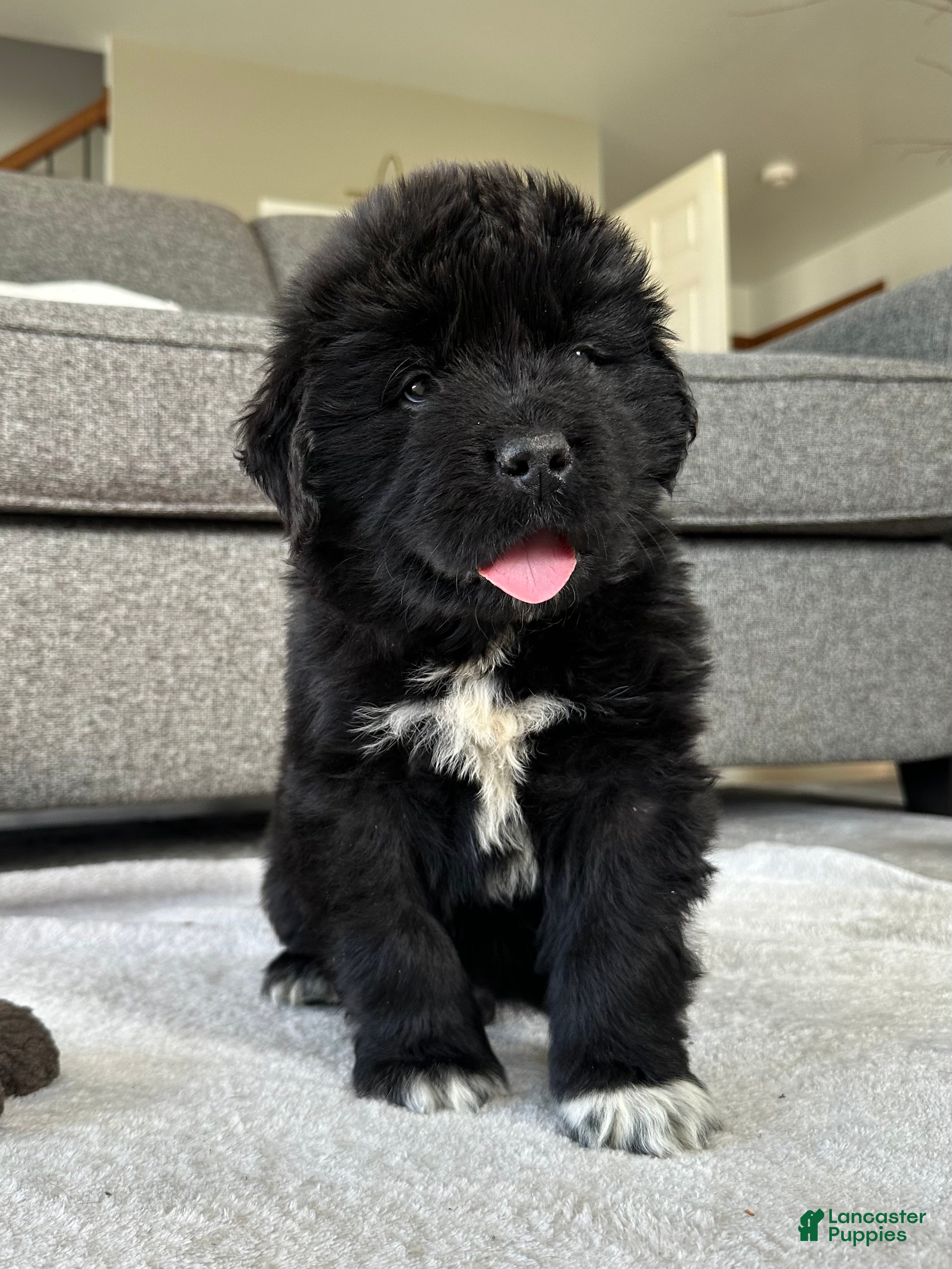 Newfoundland dogs AKC,OFA,CH, “ Jax”  - Ad 2
