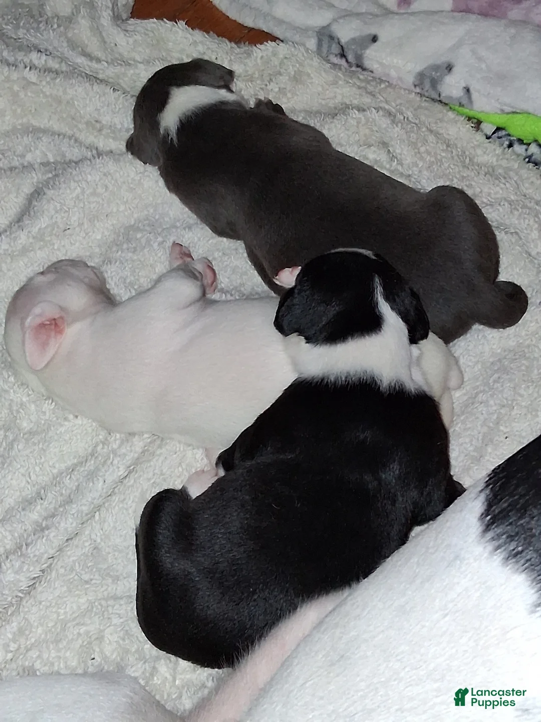 Mixed Breed dogs for sale: Mixed Breed Puppy 3 - Ad 15